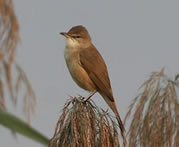 Clamorous Reed Warbler