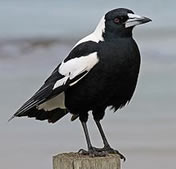 Magpie