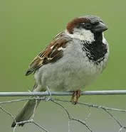 Sparrow