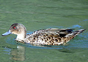 chestnut teal female