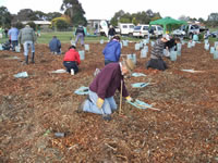 planting