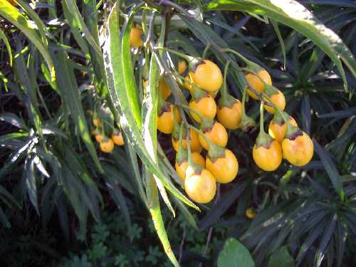 Kangaroo Apple