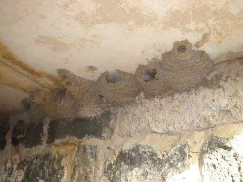 Fairy Martin nests