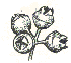 gum nut
